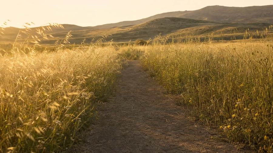 The opening stretch of a golden meadow footpath, tall backlit grass leaning in from both sides.