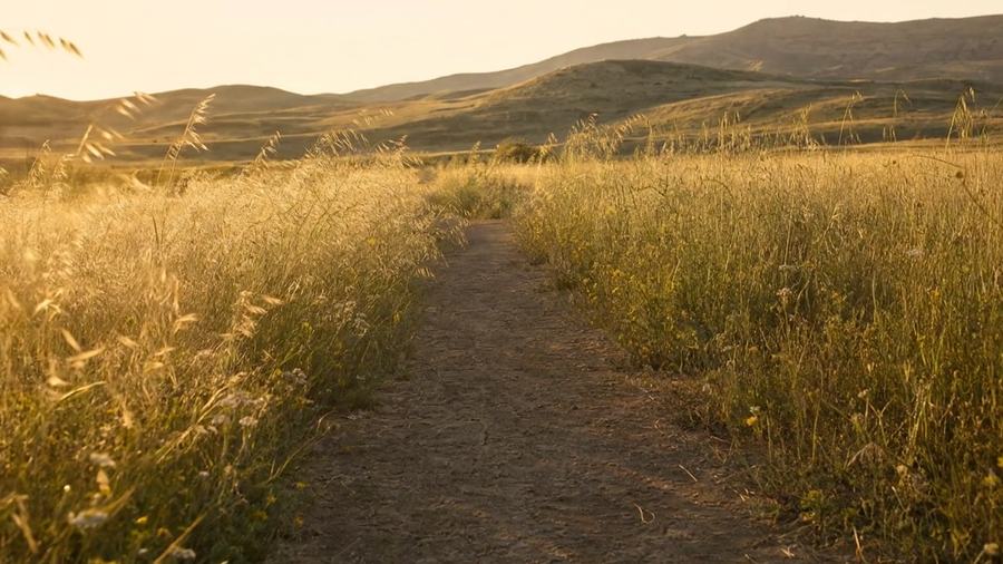The same walk continuing on, the path opening out between banks of tall grass.
