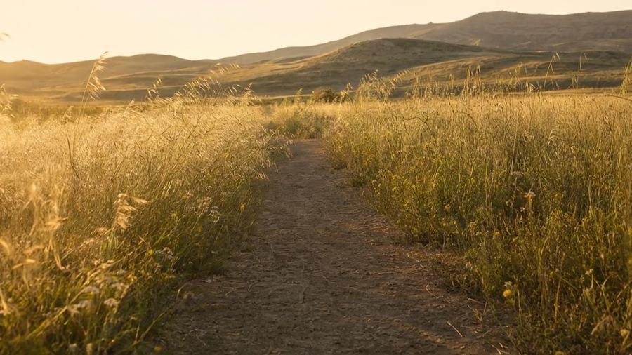Deeper into the meadow on the same path, wildflowers scattered along its edges.