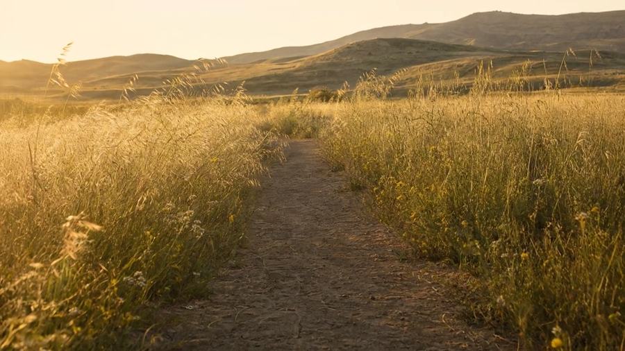 The far stretch of the same footpath, running on ahead through the golden grass.